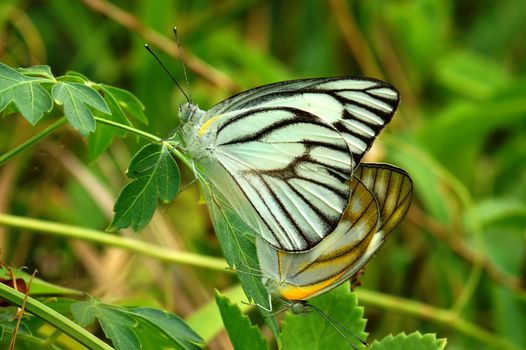 Butterfly mating