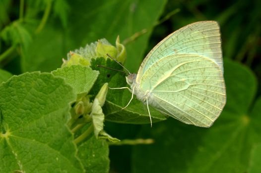 Butterfly mating