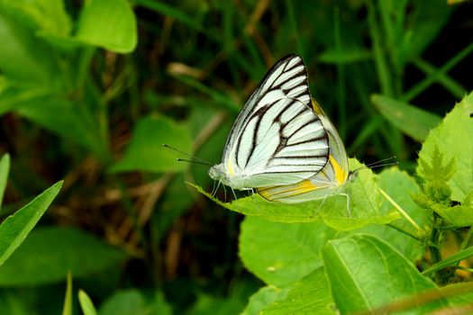 Butterfly mating