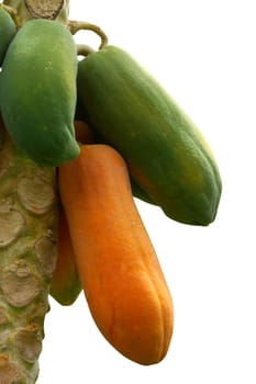 Ripe and raw papaya on the tree.