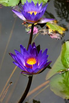 water lily, lotus