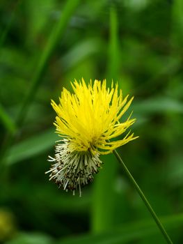 Yellow flower of water mimosa, water sensitive plant.