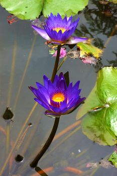 water lily, lotus