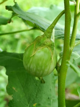 egg plant, Chionathus parkinonii