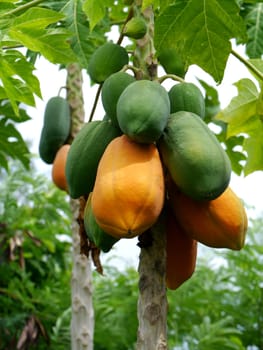 Ripe and raw papaya on the tree.