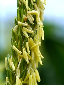 Corn flower.
