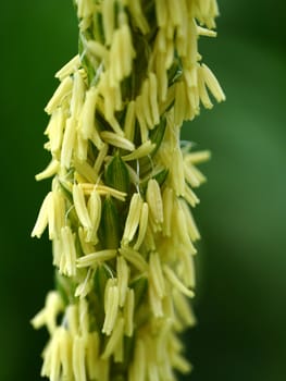 Corn flower.