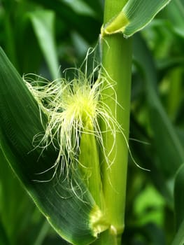 Corn flower.