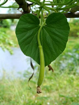 growing vegetables garden and winter melon