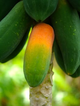 Ripe and raw papaya on the tree.