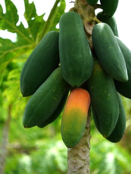 Ripe and raw papaya on the tree.