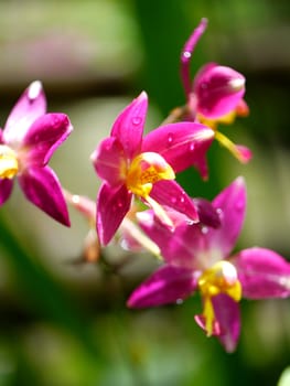 Violet ground orchid flowers in the tropical rain forest