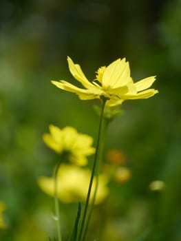 Yellow cosmos