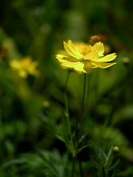 Yellow cosmos