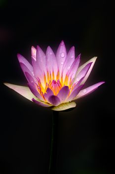 water lily, lotus