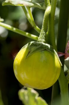 Eggplant