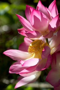 Blooming lotus flower in the morning.