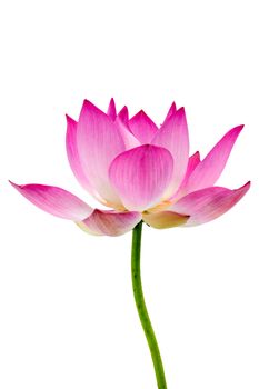 Blooming lotus flower on isolate white background.