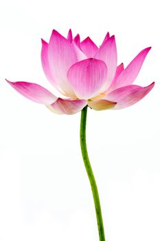 Blooming lotus flower on isolate white background.