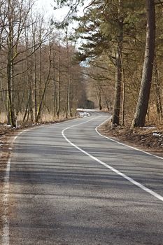 Autumn road leading through the trees