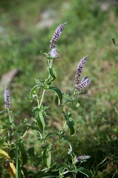 MInt branch with flower and leaves in outdoor