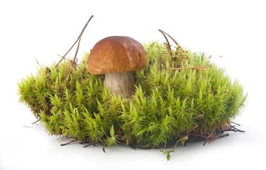 Small cep in the green moss on the white background