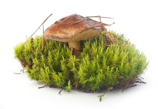 Boletus luteus in the green moss on the white background