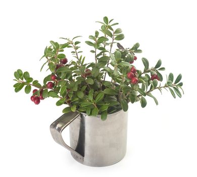 Isolated branches of cowberry in the metal mug