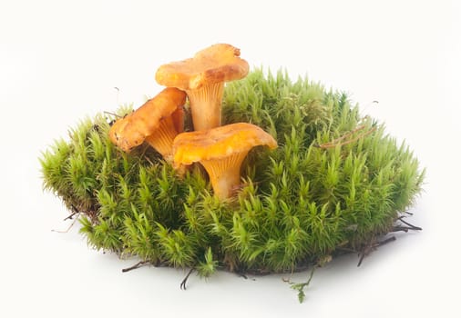 Three chanterelles in the green moss on the white background