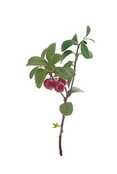 Isolated branch of cowberry with leaves and berries