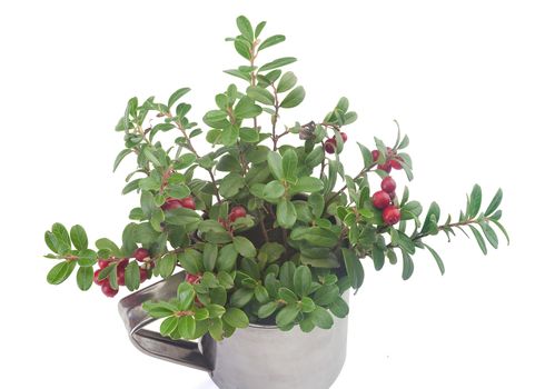 Isolated branches of cowberry in the metal mug