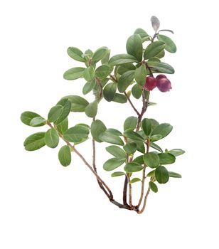 Isolated branch of cowberry with leaves and berries