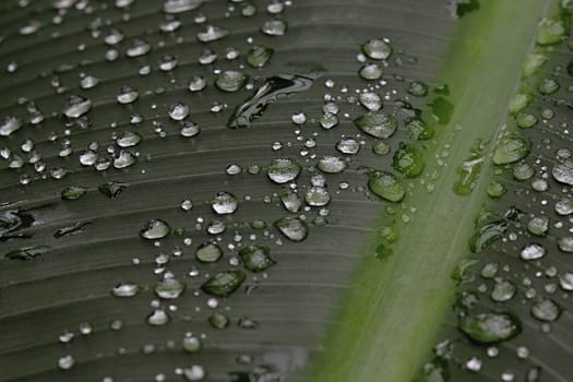 Photo shows details of water drops and green leafs in the garden.