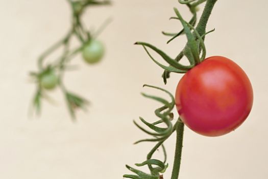 Photo of Colourful Tomatoes in the Garden made in the late Summer time in the Czech republic, 2013