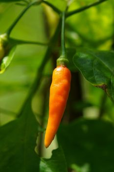 Fresh green and red peppers and spicy on tree.