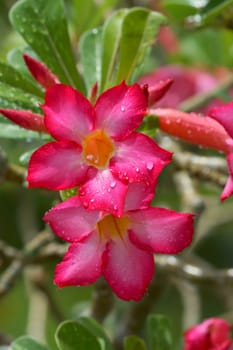 Tropical flower Pink Adenium. Desert rose.