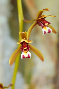 Beautiful orchid flower of Cymbidium finlaysonianum.