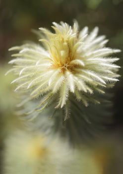 Flowering featherhead or Flannel bush, Phylica pubescens.  Plant is covered in very fine hair like leaves, is super soft feathery to the touch and has a faint cinnamon scent.  Originates from South Africa.
