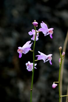 Orchid wild name Doritis pulcherrima