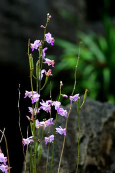 Orchid wild name Doritis pulcherrima