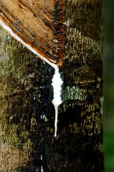 Milky latex extracted from rubber tree (Hevea Brasiliensis) as a source of natural rubber