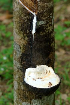 Milky latex extracted from rubber tree (Hevea Brasiliensis) as a source of natural rubber