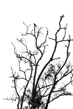 Silhouette of a dead tree.