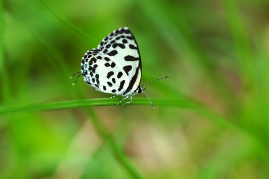 White and black butterfly name Angled Pierrot (Caleta decidia)