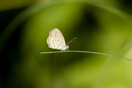 butterfly name Tiny grass blue (Zizula hylax)