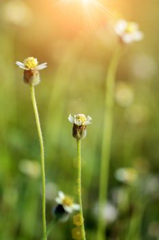 Flower grass impact sunlight.