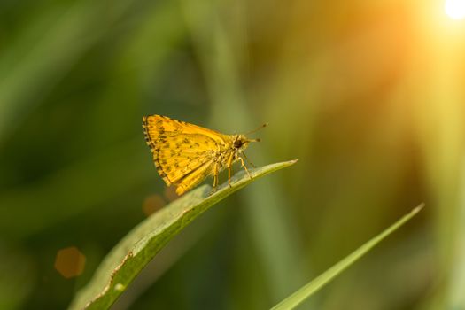 Orange butterfly name Confucion Dart (Potanthus confucius)