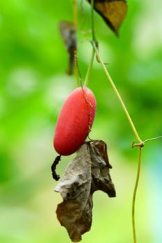 ivy gourd vegetables in nature