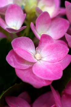pink hydrangea flower close up