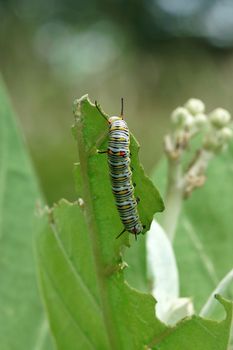 Plain Tiger caterpillar Scientific Name: Danaus chrysippus chrysippus Linnaeus.